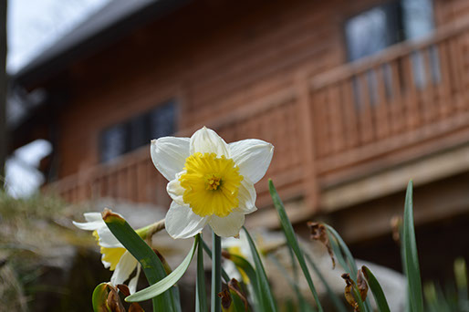 A white and yellow flower pushes out of the ground in front of the rental lodge.