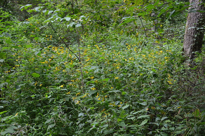 Yellow wildflower grow around the secluded cabin for rent.