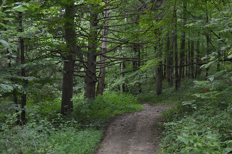 A large pine tree can be seen along a hiking trail at this cabin rental