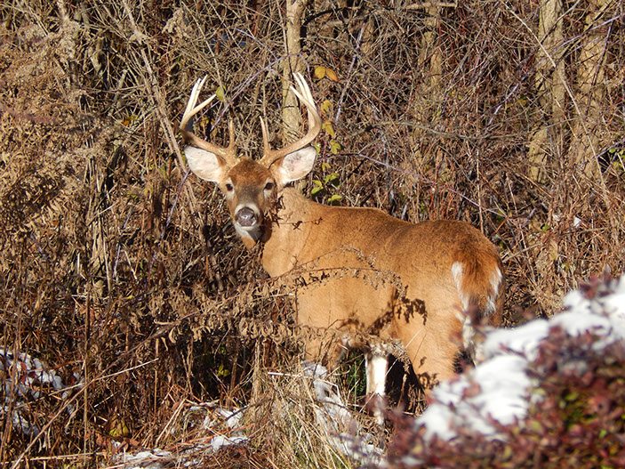 A large buck looks back at the camera.  Hunting is allowed at the hunting cabin for rent during hunting season.