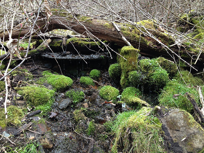 Water drips out of the ground from this freshwater spring.  The Woodbury Cabin rental has several springs on the property.