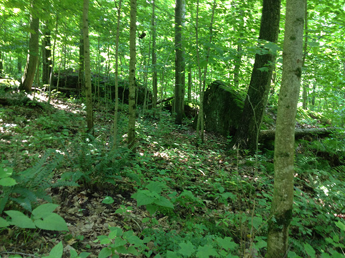Most of the 42 acres that secludes the cabin for rent is dense deciduous forest.